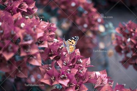 تصویر با کیفیت پروانه روی شکوفه 